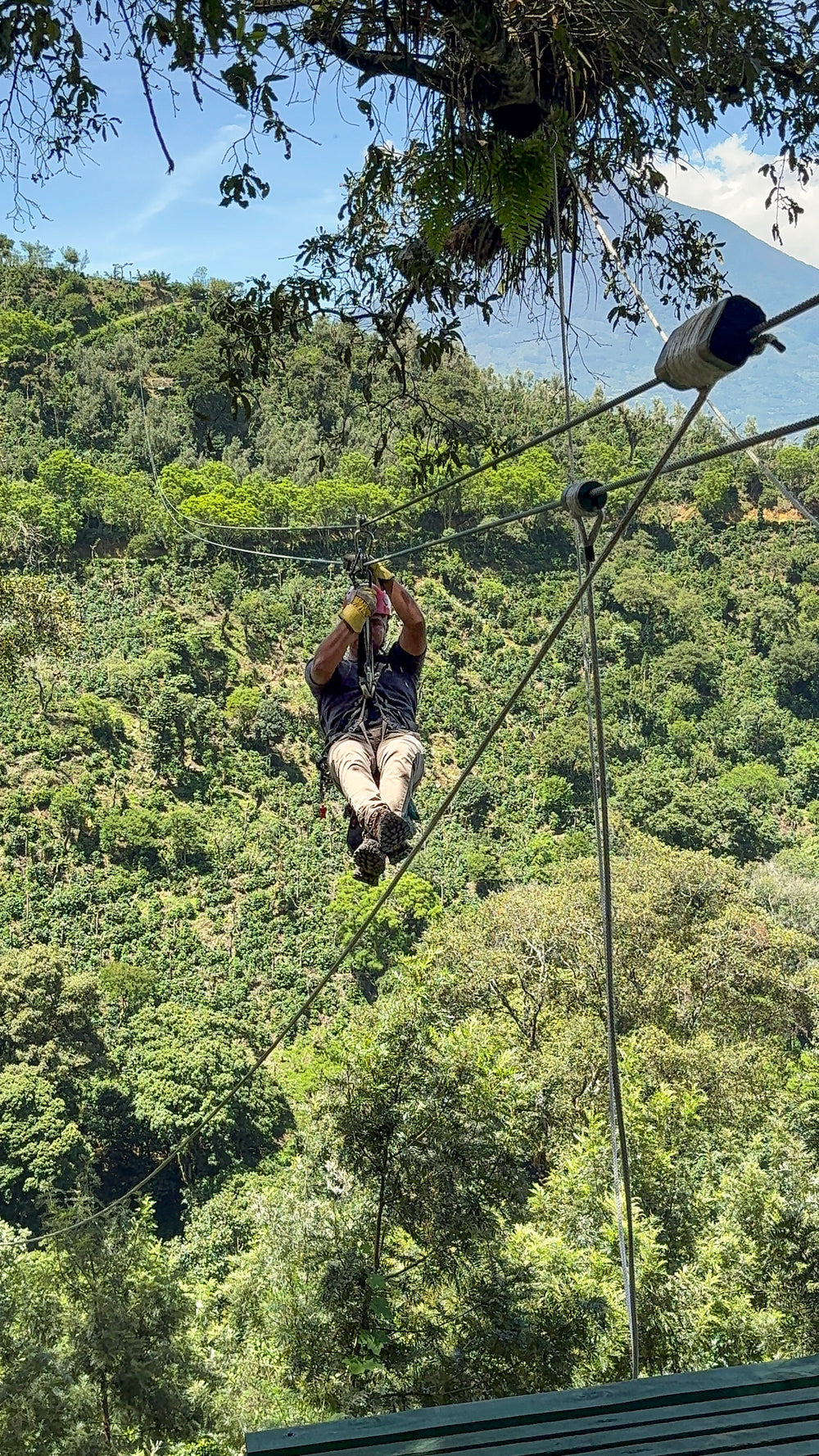 a) FOREST EXPRESS + CANYON EXPRESS